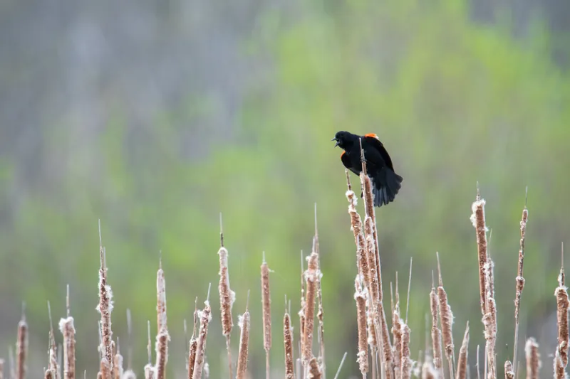 Marsh call, red-winged blackbird, Ulao Creek, Wisconsin. 2019.